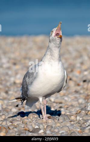 Closeup herring gull (Larus argentatus) uttering its cry on the pebbles of Etretat  in Normandy in France Stock Photo