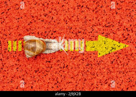 A snail crawling along a yellow arrow sign. Concept of choice, steady progress, moving forward, optimism and motivation. Stock Photo