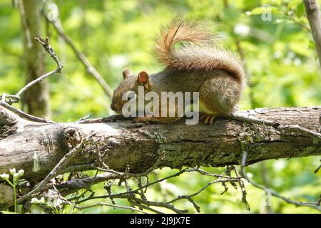 American red squirrel (Tamiasciurus hudsonicus) on a tree branch in Indiana, USA Stock Photo