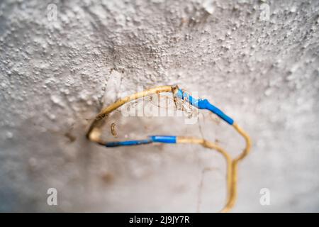 Old wires wound with blue electrical tape covered with spider webs enter the clay white ceiling, close-up Stock Photo