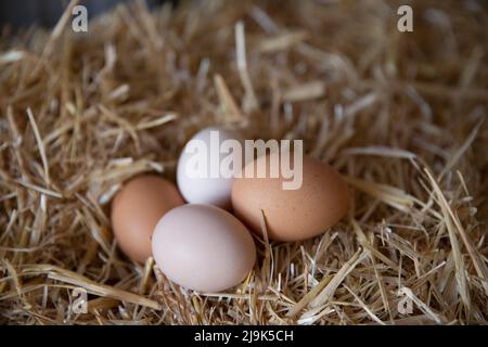Close up fresh, organic brown eggs in straw Stock Photo
