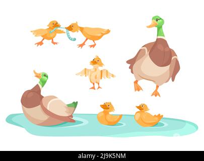 Duck with cute ducklings in pond cartoon illustration set. Little yellow ducks fighting for worm, following mother, swimming in lake or river. Farm an Stock Vector