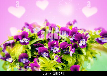 mixed pansies in an outfit of colorful and bright colors pansies in the spring garden. Greeting card Stock Photo