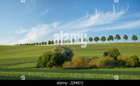 Beautiful spring green farmland and blue sky Stock Photo