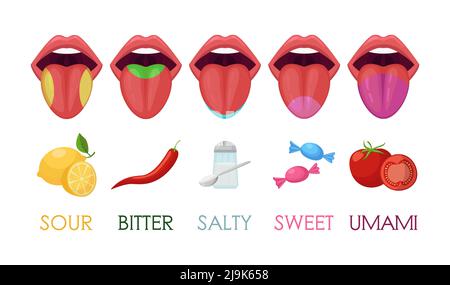 Five basic taste areas on human tongue vector illustrations set. Drawings of zones of sour, bitter, salty, sweet, umami tastes in mouth isolated on wh Stock Vector