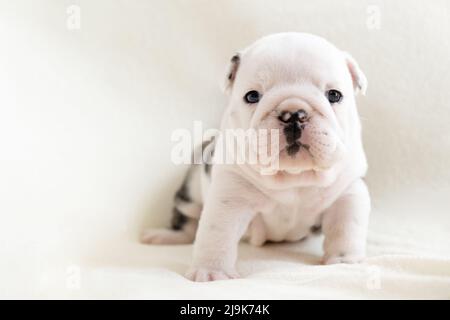 Small cute English bulldog puppy sits on a light background and looks at the camera. Pets concept, postcard Stock Photo