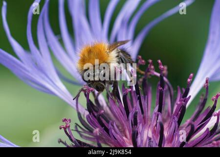 Closeup on a brown banded bumblebee worked, sitting on a blue montane knapweed flower , Centaurea montana in the garden Stock Photo