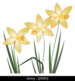 Illustration of three yellow daffodils with leaves on white background. Vector graphic, Easter, Spring concept. Stock Vector