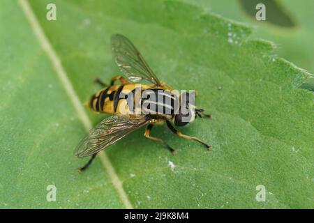 Closeup on a dangling marsh-lover hoverfly, Helophilus pendulus sitting on a green leaf in the garden Stock Photo
