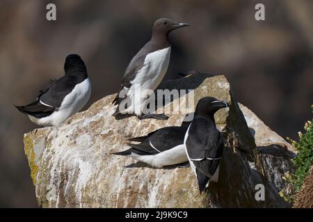 Razorbill (Alca torda) and Guillemot (Uria aalge) on a cliff on Great Saltee Island off the coast of Ireland. Stock Photo