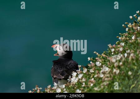 Atlantic puffin (Fratercula arctica) calling amongst spring flowers on a cliff on Great Saltee Island off the coast of Ireland. Stock Photo
