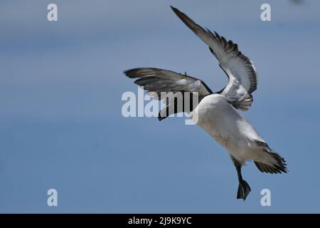 Razorbill (Alca torda) coming in to land on the coast of Great Saltee Island off the coast of Ireland. Stock Photo