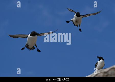 Razorbill (Alca torda) coming in to land on the coast of Great Saltee Island off the coast of Ireland. Stock Photo