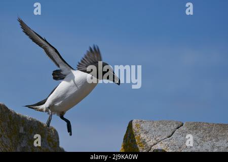 Razorbill (Alca torda) coming in to land on the coast of Great Saltee Island off the coast of Ireland. Stock Photo