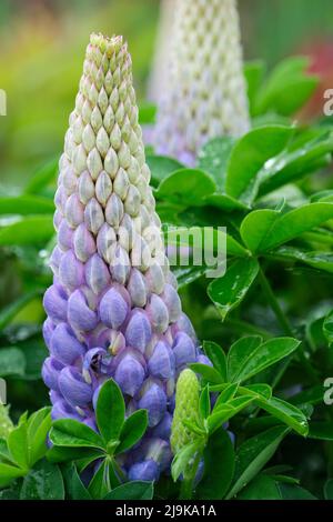 Lupinus 'Persian Slipper', lupin 'Persian Slipper', pale blue flower spikes Stock Photo