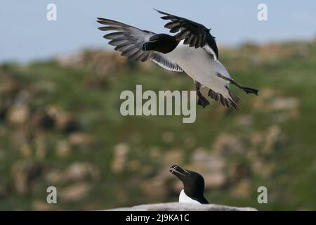 Razorbill (Alca torda) coming in to land on the coast of Great Saltee Island off the coast of Ireland. Stock Photo