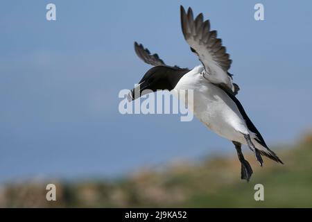 Razorbill (Alca torda) coming in to land on the coast of Great Saltee Island off the coast of Ireland. Stock Photo