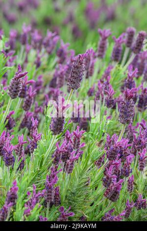 Lavandula 'Blue Star', Lavender 'Blue Star', French lavender 'Blue Star', Lavandula stoechas 'Blue Star' Stock Photo