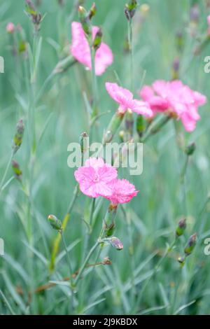 Dianthus 'Freda Woodliffe', deep pink Dianthus. Stock Photo