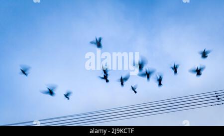 Birds flying away from the power lines. Image captured using slow shutter speed for motion blur. Stock Photo