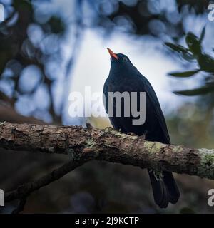 Blackbird perched high on a tree branch Stock Photo