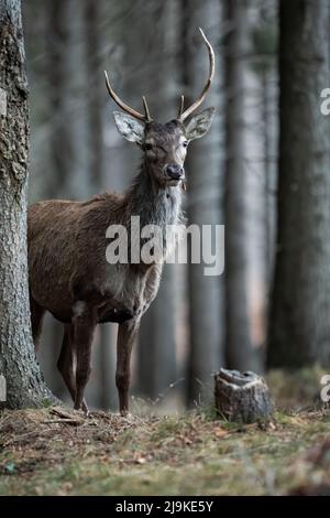 Red deer stag peeking from behind a spruce tree in a forest with blurred background Stock Photo