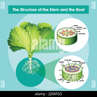 Diagram showing the structure of the stem and the root illustration Stock Vector