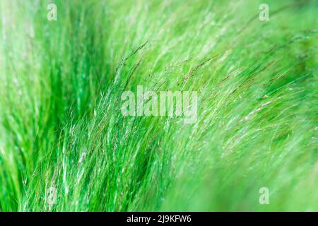 abstract blurred natural background with emerald green meadow grass Stock Photo