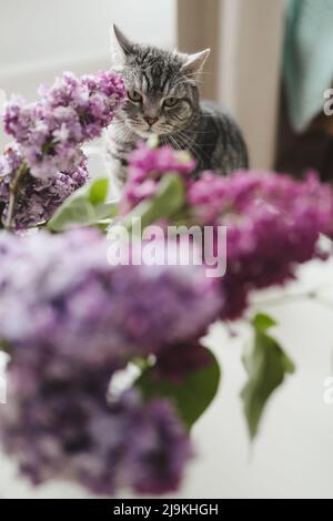Home interior decor, bouquet of lilacs in a vase and a cat at home. Stock Photo