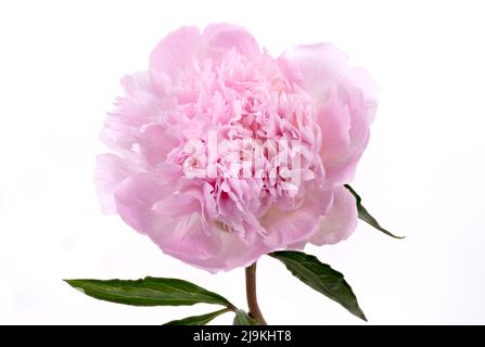 Beautiful single stem of a pink Peony flower, photographed against a plain white background Stock Photo