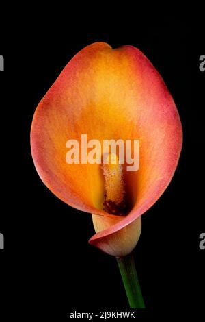 Gorgeous colours and dramatic shapes of an orange Calla Lily flower, photographed against a plain black background Stock Photo
