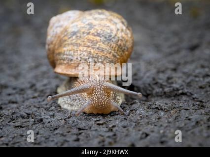 Close up of a common Garden Snail, Cornu aspersum), facing the camera on a tarmac road Stock Photo