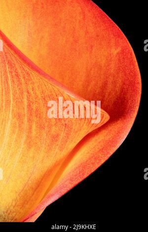 Gorgeous colours and dramatic shapes of an orange Calla Lily flower, photographed against a plain black background Stock Photo
