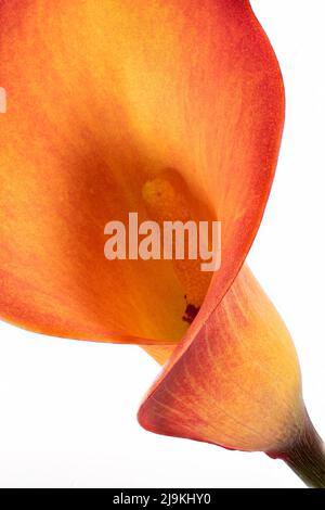A close up of a single bright orange Calla Lily flower, photographed against a plain white background Stock Photo