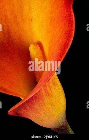 Gorgeous colours and dramatic shapes of an orange Calla Lily flower, photographed against a plain black background Stock Photo