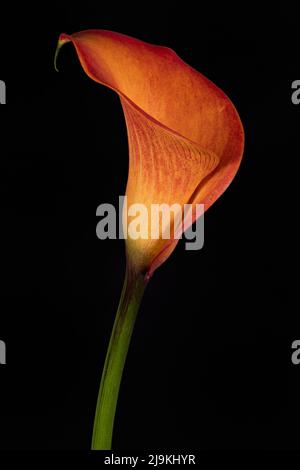 Gorgeous colours and dramatic shapes of an orange Calla Lily flower, photographed against a plain black background Stock Photo