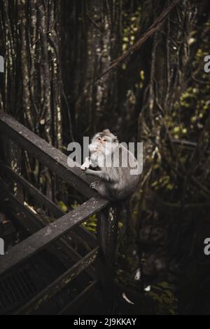 adult monkey sitting on a wooden railing in the Monkey forest in Ubud Bali Indonesia Stock Photo