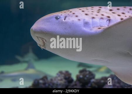 zebra leopard juvenile shark eye close up detail contact Stock Photo
