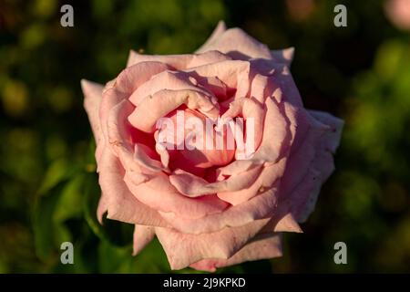 pink rose (rose chinensis ) Also known as Chinese rose. Stock Photo