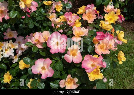 MADRID,SPAIN - May 12,2022: Eclat de Rire shrub rose with abundant yellow blend simple flowers in the Rose Garden Ramon Ortiz,Rosaleda del Parque Oest Stock Photo