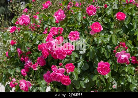 MADRID,SPAIN - May 12,2022: Angela floribunda rose with rose-pink flowers,buds and glossy foliage in the Rose Garden Ramon Ortiz,Rosaleda del Parque O Stock Photo