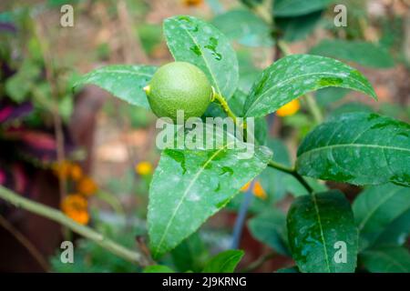 Djeruk limau commonly known as lime or lemon hanging on a tree in an Indian garden. Stock Photo