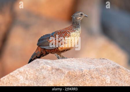 Painted spurfowl, Male, Galloperdix lunulata, Daroji Sloth Bear Sanctuary, Karnataka, India Stock Photo