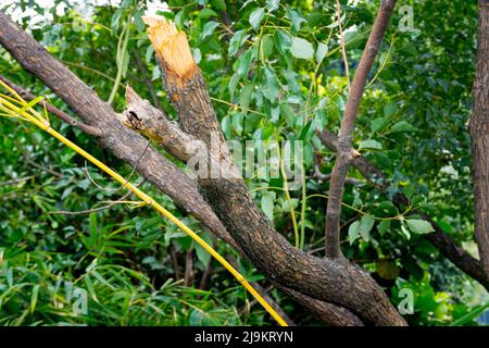 A close-up shot of a Camphor tree stem cut horizontally exposing the inner wood. Cinnamomum camphora. Uttarakhand India. Stock Photo