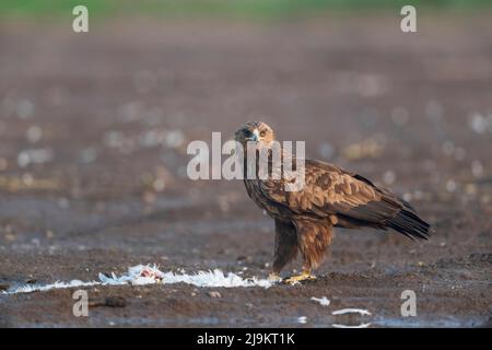 Greater spotted eagle, Clanga clanga, Bhigwan, Maharashtra, India Stock Photo