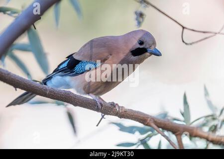 Eurasian jay, Garrulus glandarius, Sattal, Uttarakhand, India Stock Photo