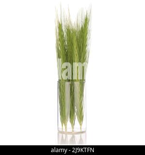 Green ears of grain in a glass dish. Minimalist composition. Unripe grain Stock Photo