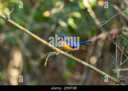 Rufous-bellied niltava, Niltava sundara, Sattal, Uttarakhand, India Stock Photo