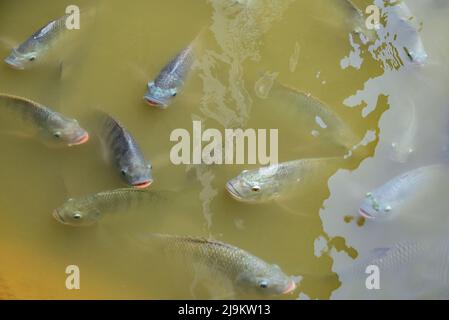 Tilapia fish on freshwater, tilapia fish swimming in a pond, tilapia farm Stock Photo