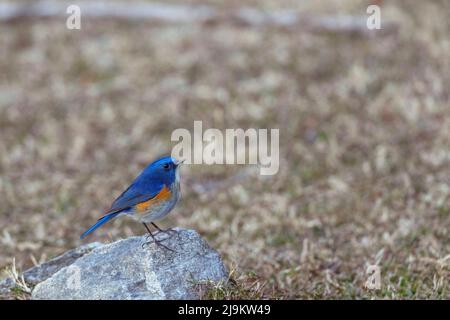 Chopta, Uttarakhand, India, Himalayan bluetail or Himalayan red-flanked bush-robin, Tarsiger rufilatus Stock Photo